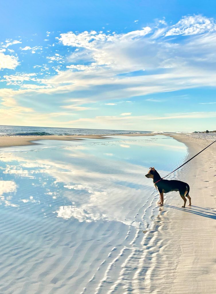 Penny the Chorkie standing on tidepool on beach with clouds