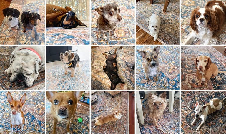 Assortment of Dogs On The Magic Rug
