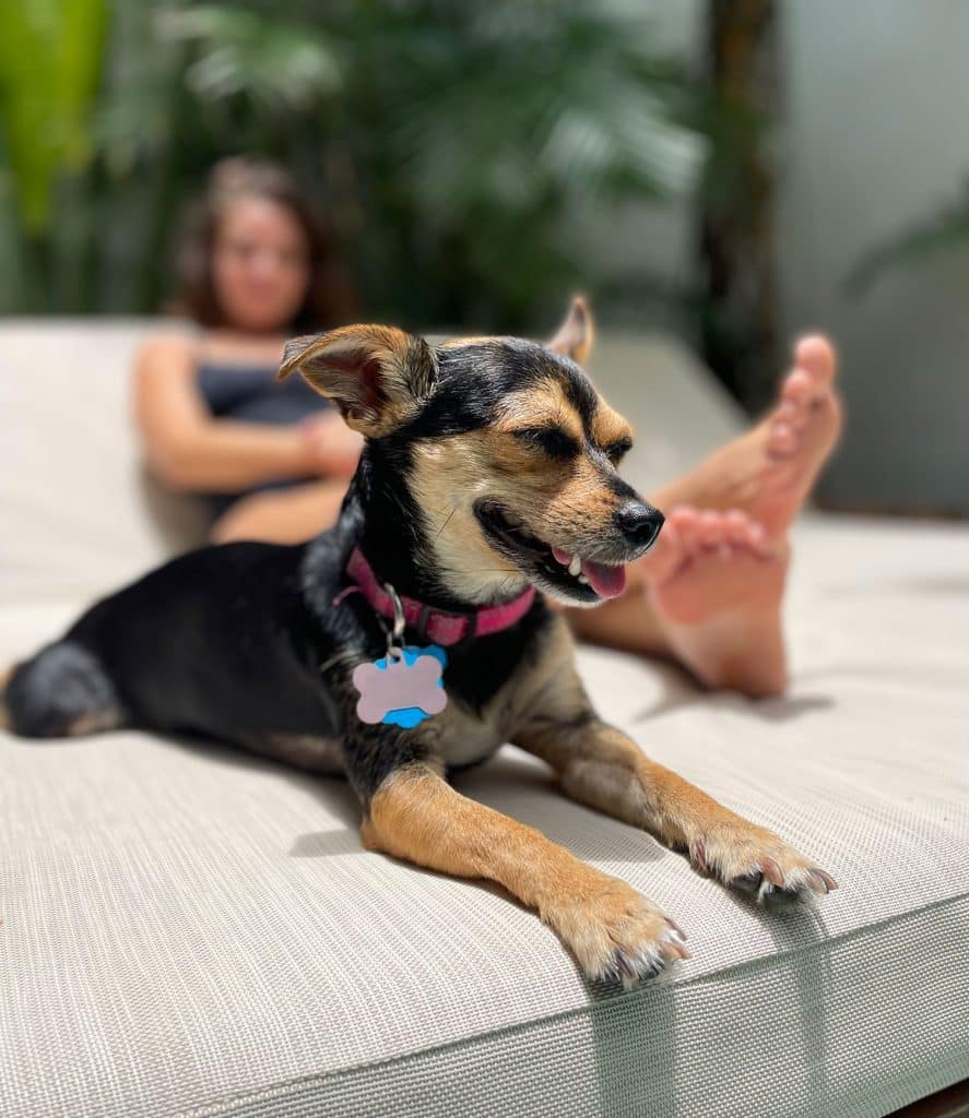 Penny The Chorkie Sitting In Sun Panting In Tulum Mexico