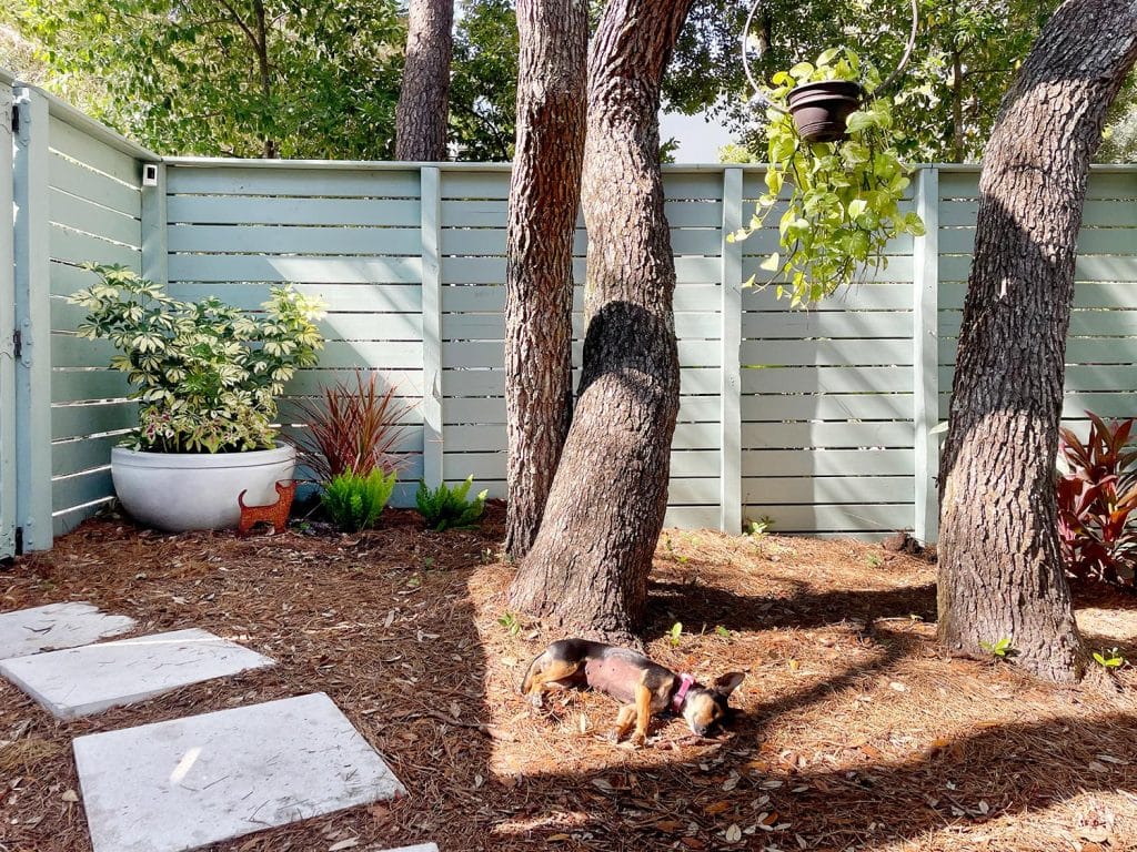 Penny The Chorkie Dog Sleeping At The Base Of Tree In Side Yard