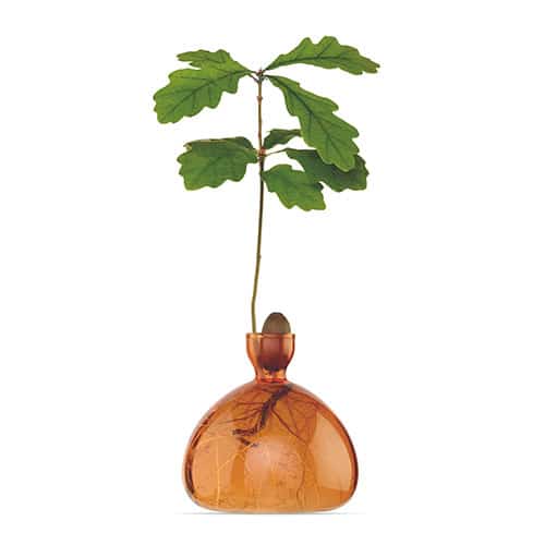 Acorn Vase With Sapling Sprout