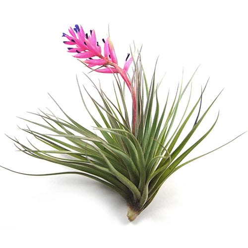 Air Plant With Pink Flower