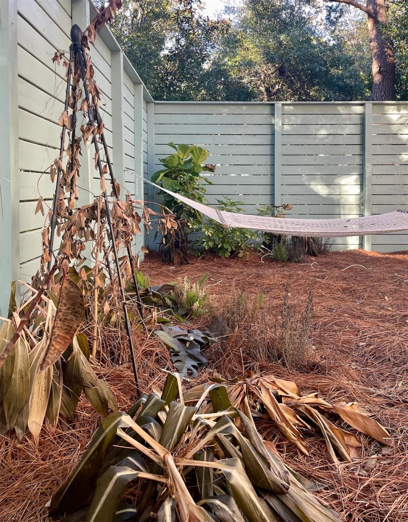 Dead plants after deep freeze event in Florida