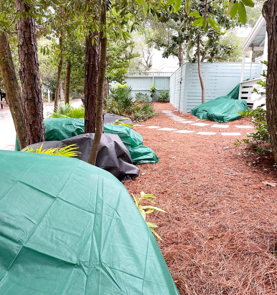 Outdoor plants covered with frost blankets during Florida freeze event