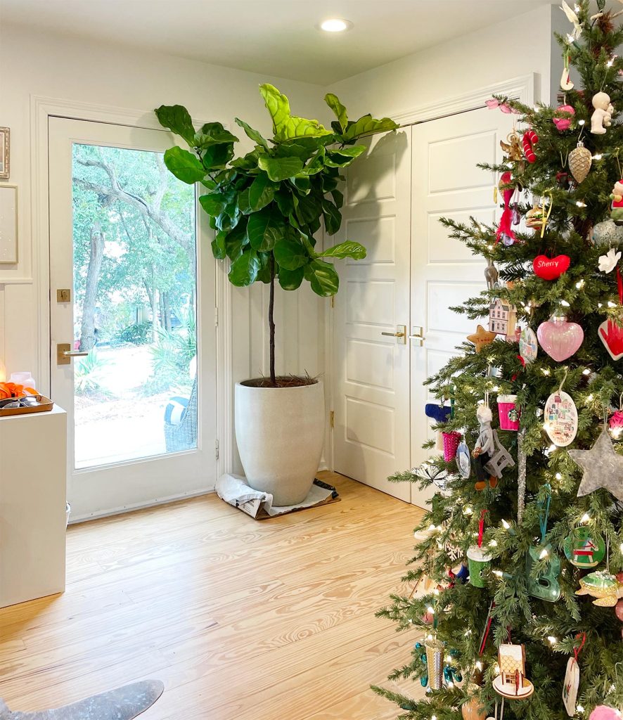 Large potted fig tree brought inside during cold weather