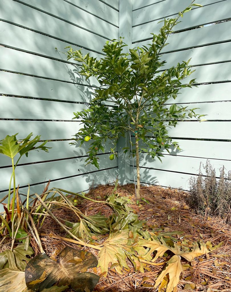 Small lime tree that survived freeze in Florida