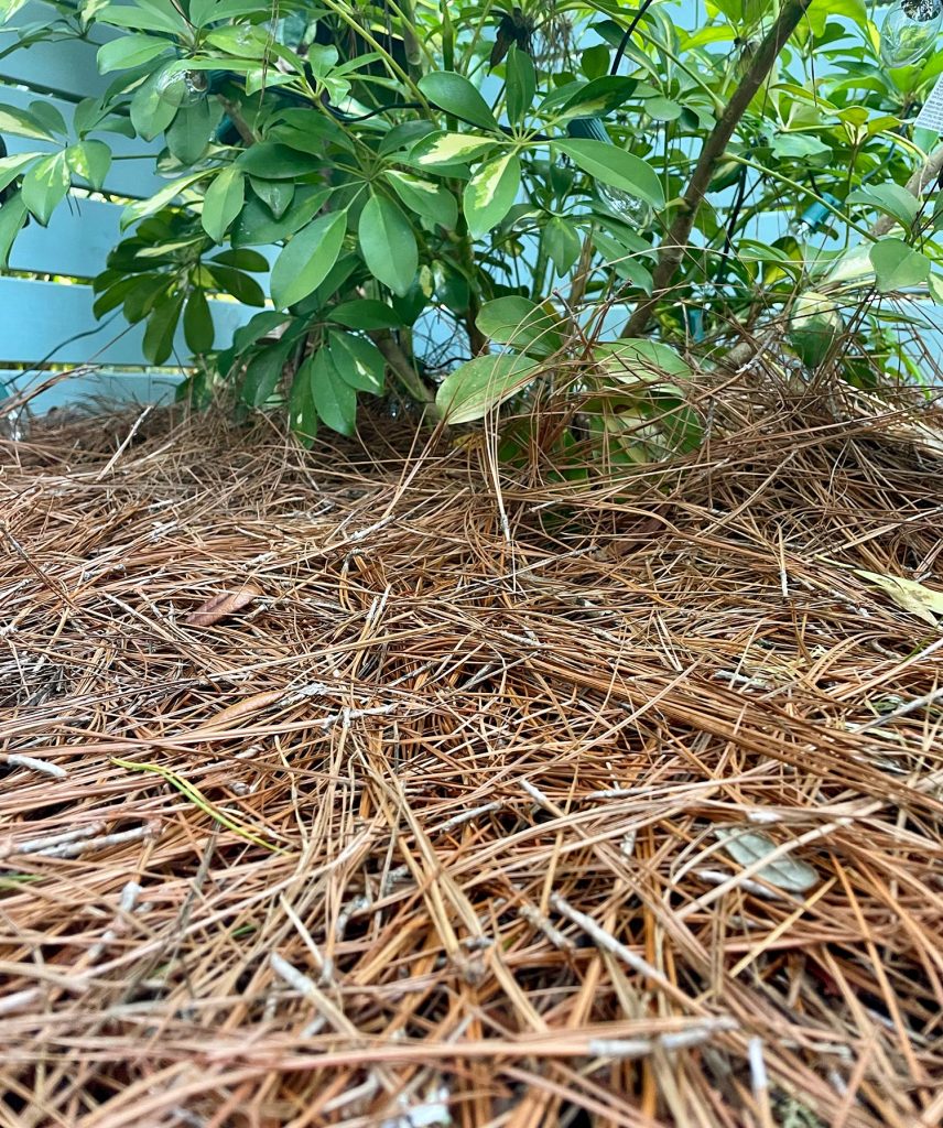 Close Up Of Pine Mulch Under Plant