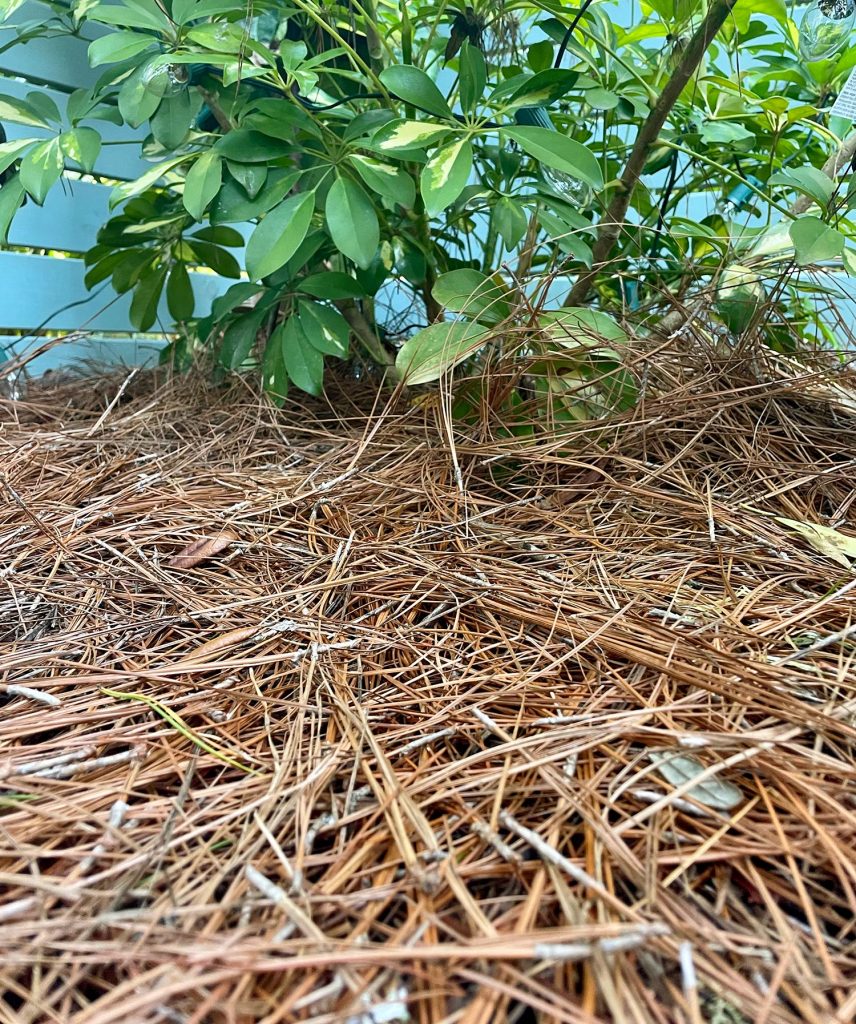Frozen Plants Pine Mulch How We Protected Our Vegetation From Freezing Temperatures Close Up Of Pine Mulch Under Plant
