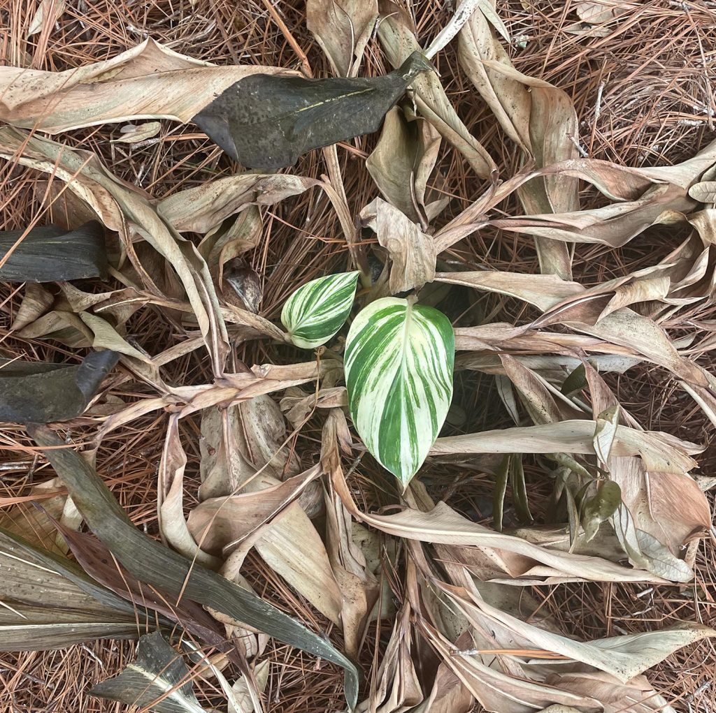 Variegated Ginger Plant Regrowing After Freeze