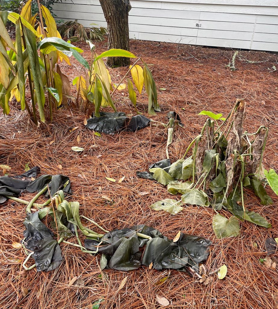 Frozen Plants Wilted Elephant Ears How We Protected Our Vegetation From Freezing Temperatures Wilted tropical plants after Florida freeze event