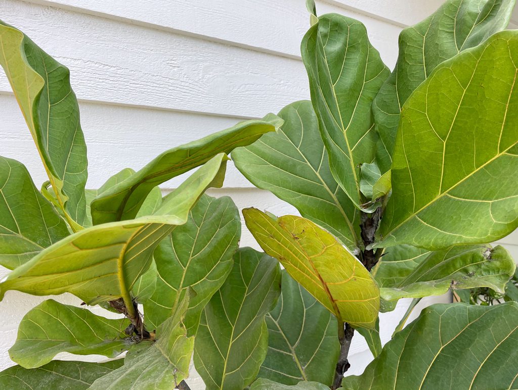 Close Up Of Fiddle Leaf Fig Leaves