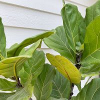 Fiddle Leaf Fig – Care Guide