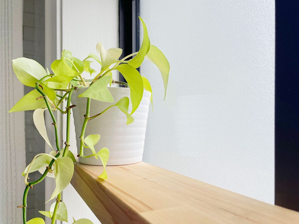 Detail Of Pothos Plant On Butcher Block Floating Wood Shelf In Bathroom