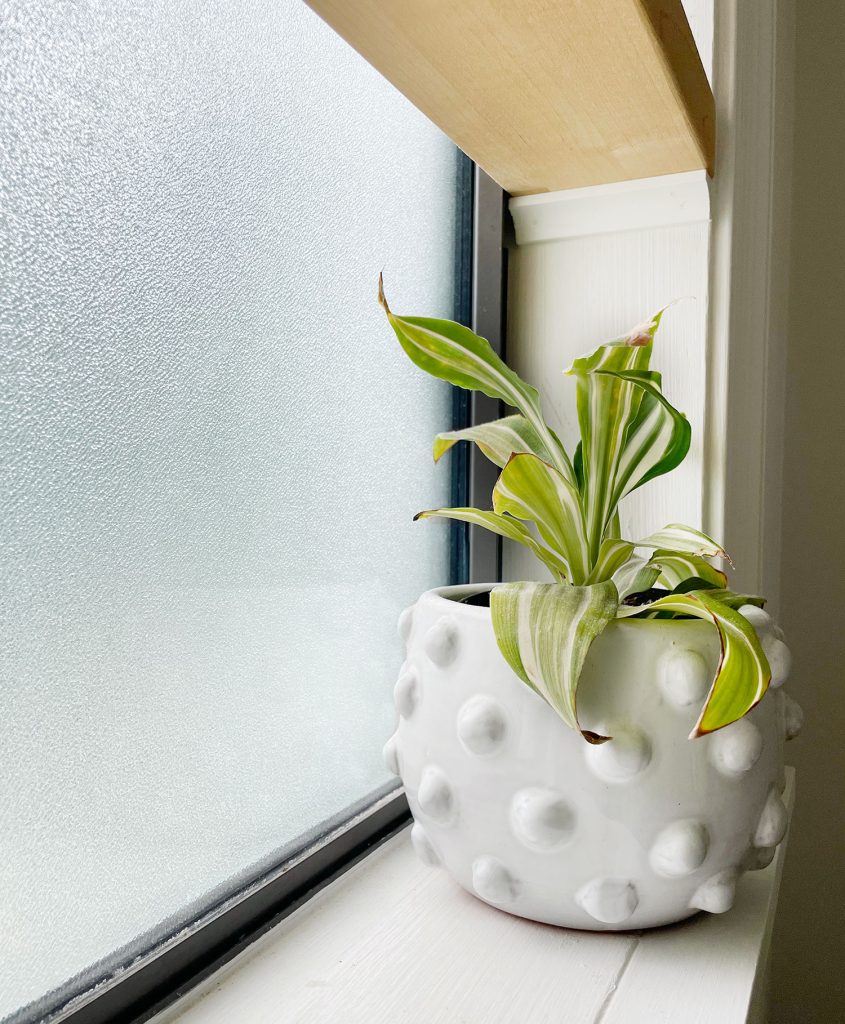 Detail of Frosted Glass In Bathroom Window With Plant And Floating Wood Shelf