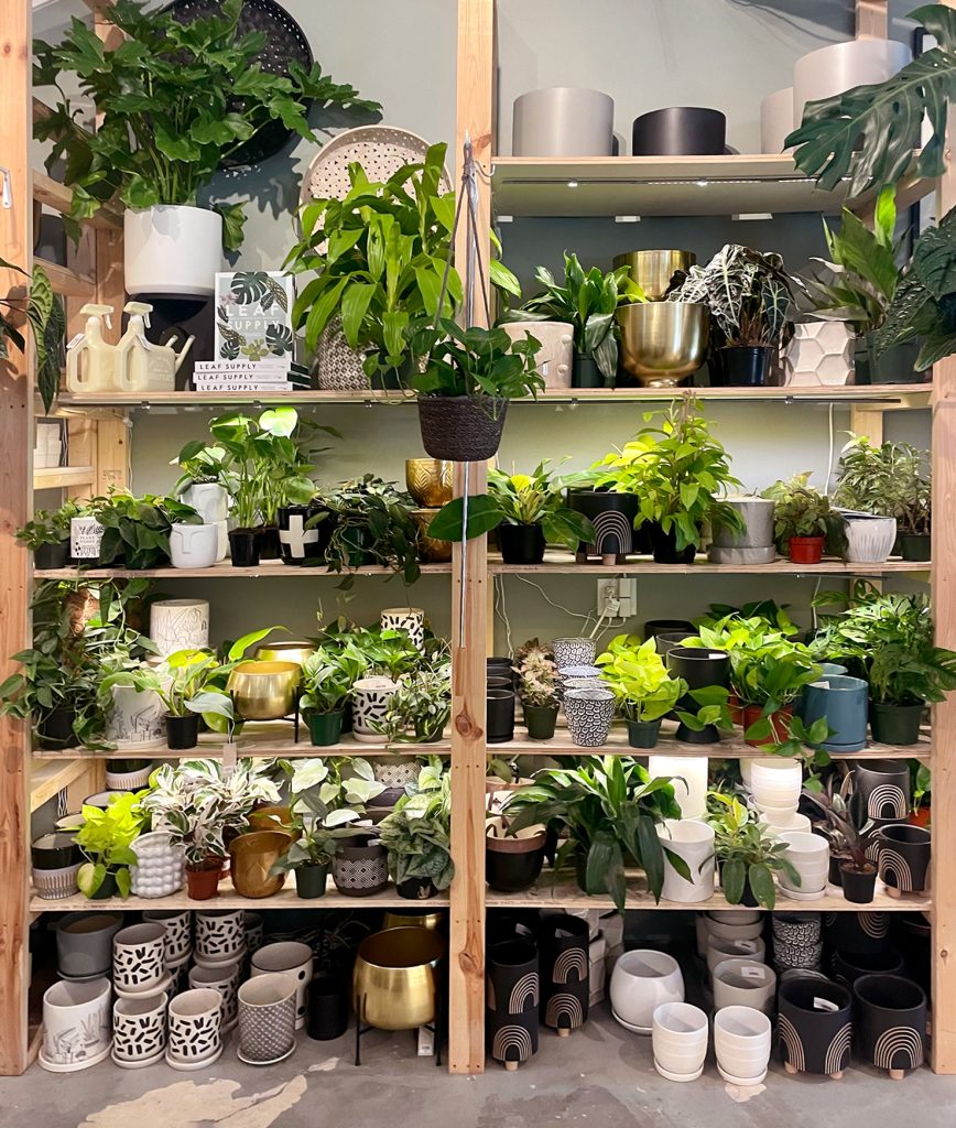 Shelves with Houseplants At Plant House In Mount Pleasant Charleston South Carolina