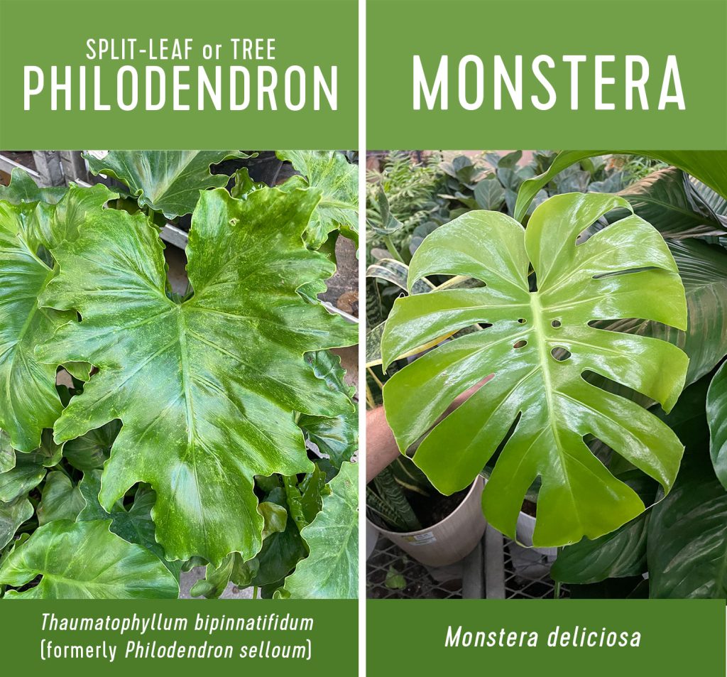 Split Leaf Tree Philodendron vs Monstera Side by Side Comparison