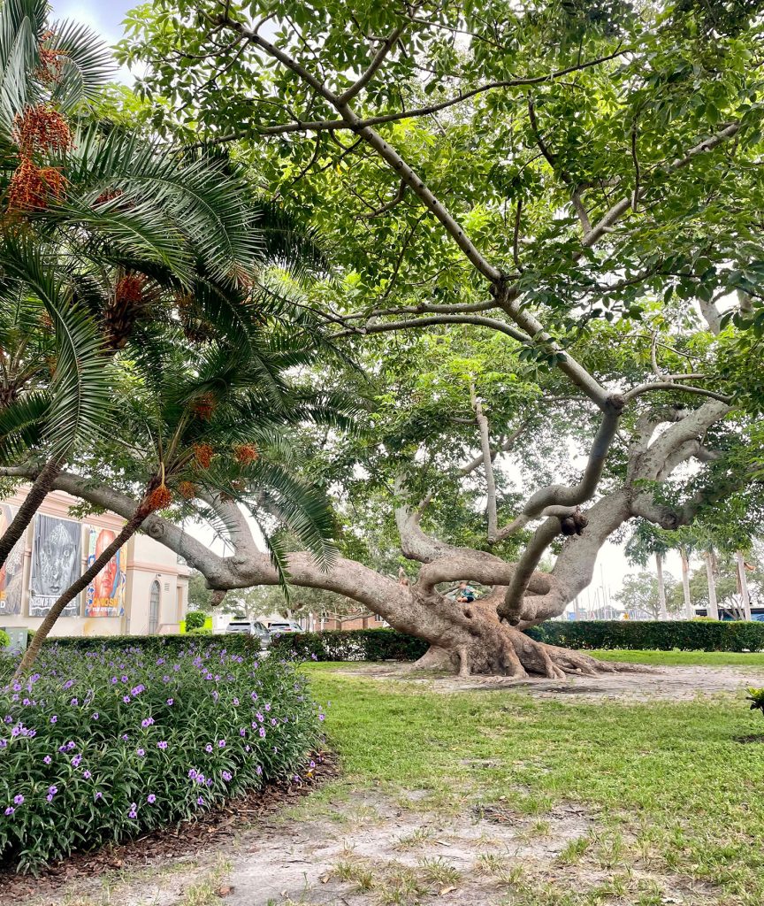 Large Tree Outside of Museum Of History in Saint Petersburg Florida