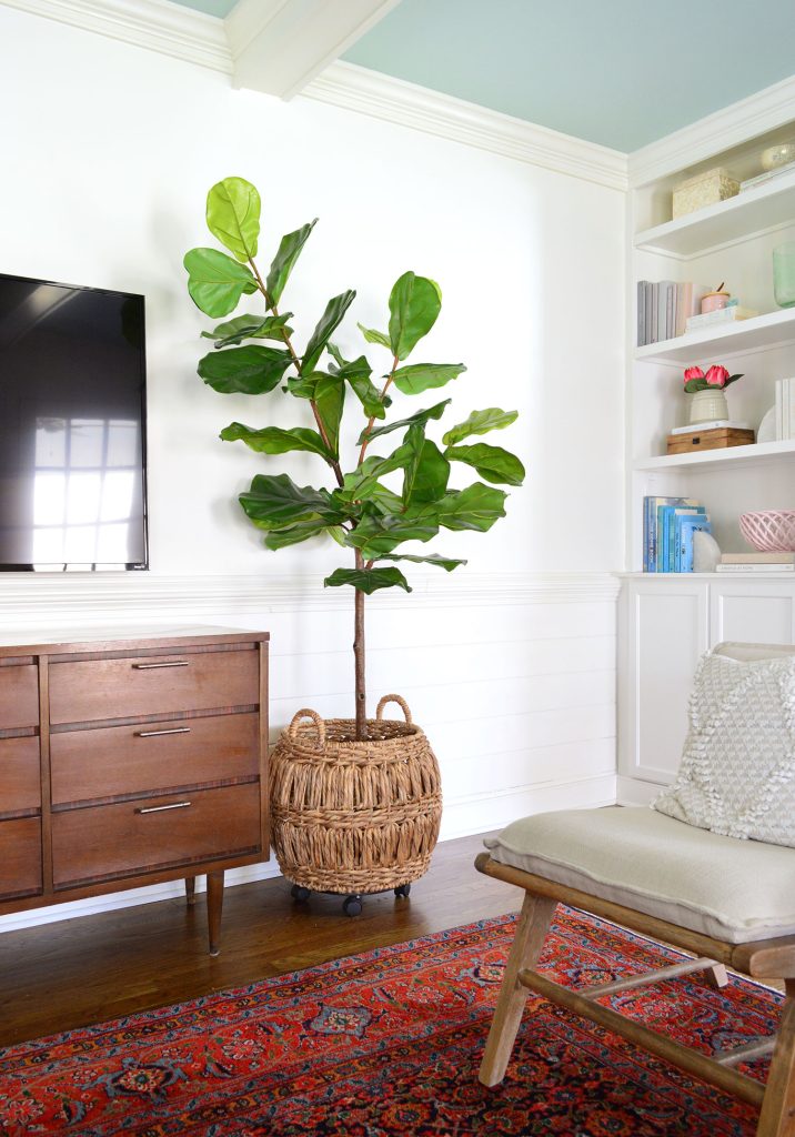 Living Room Benjamin Moore Simply White Walls And Beams With Faux Fig Tree