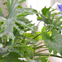Tree Philodendron – Care Guide