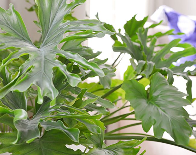 Tree Philodendron – Care Guide