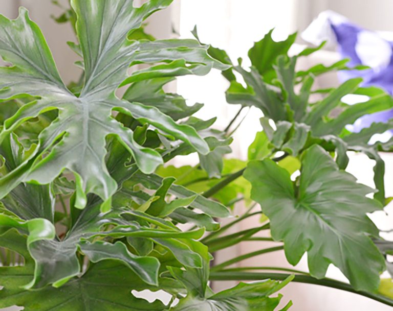 Split Leaf Tree Philodendron Close Up