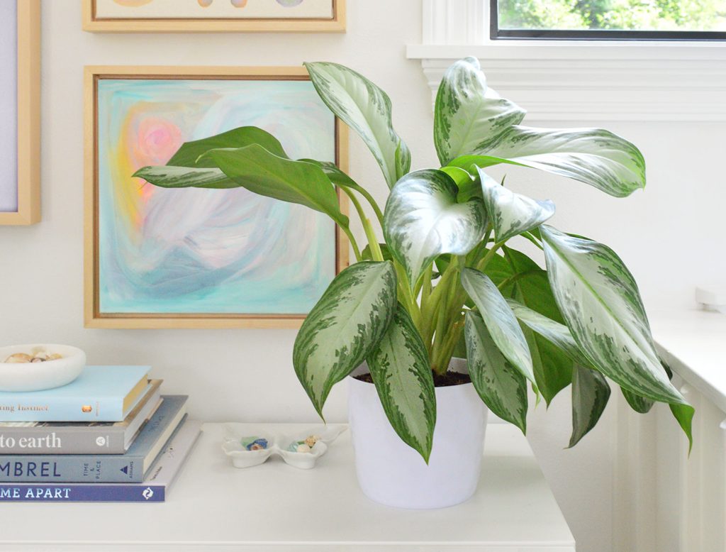 Aglaonema Houseplant On White Console With Artwork