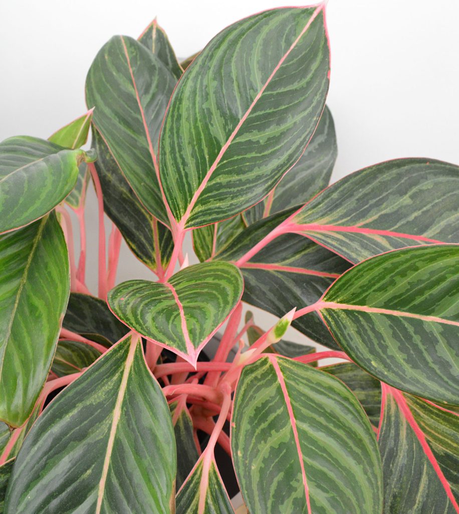 Close Up Of Pink Aglaonema Leaves