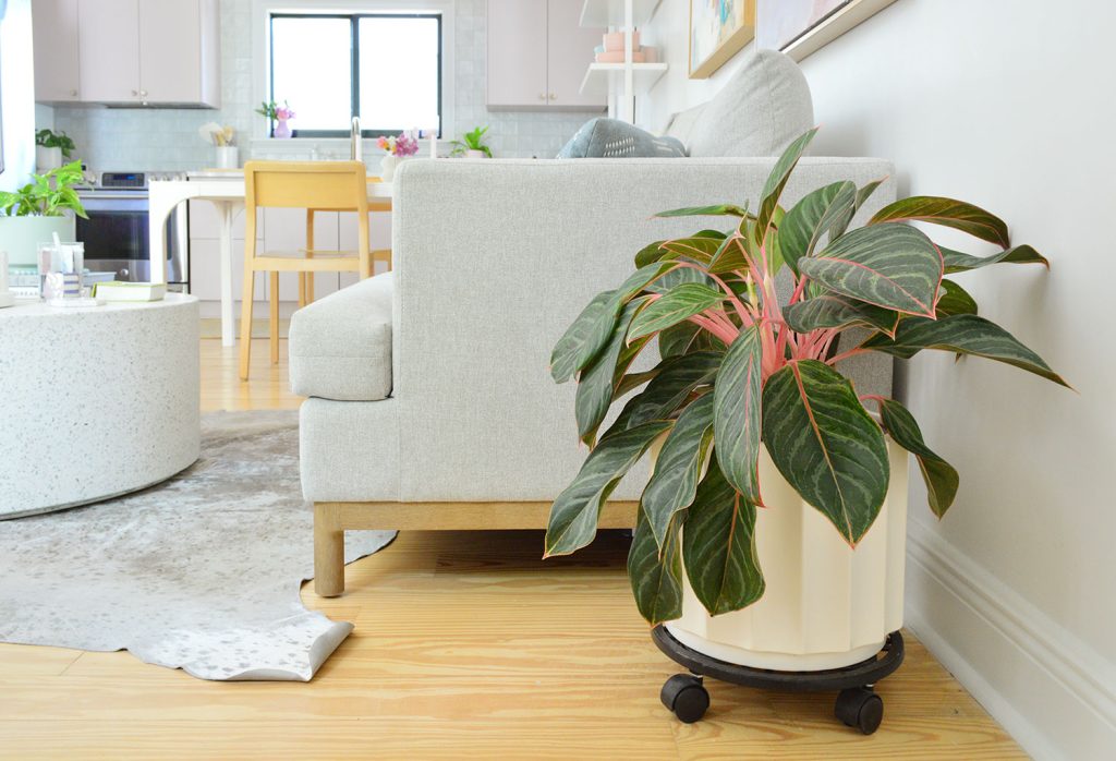 Pink Aglaonema Next To Couch In Kitchen