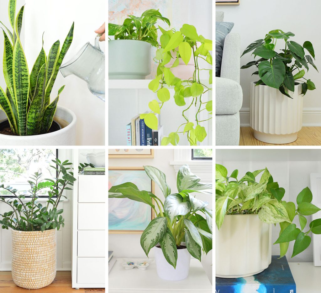 Collage of House Plant Care Guides