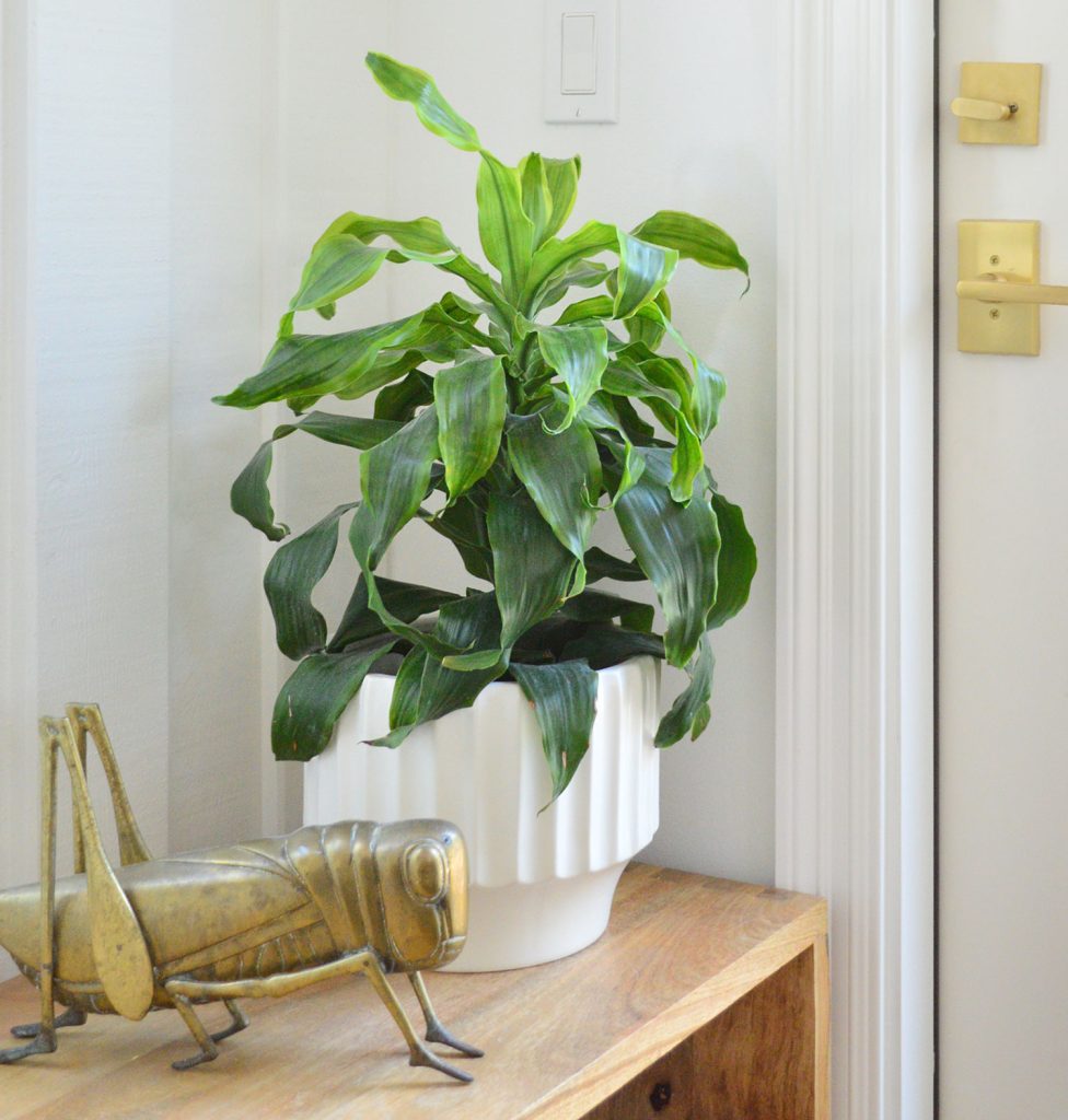 Potted Corn Plant With Brass Grasshopper