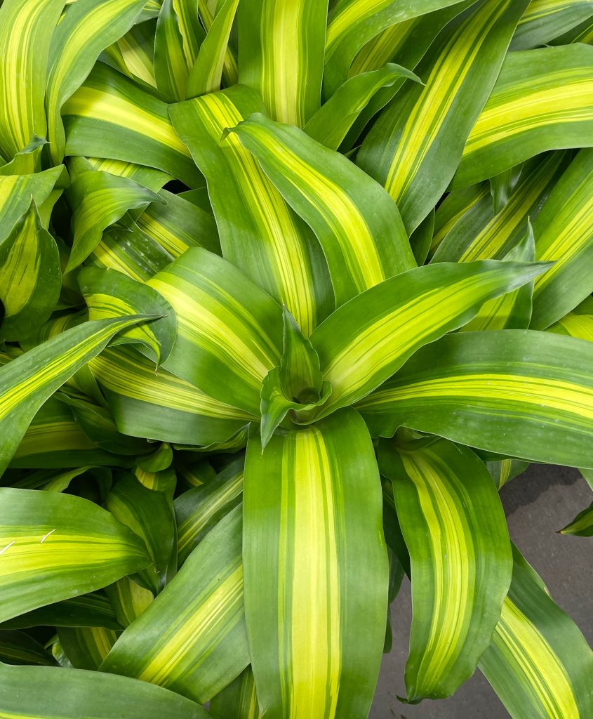 Leaves of Dracaena fragrans Massangeana Corn Polant