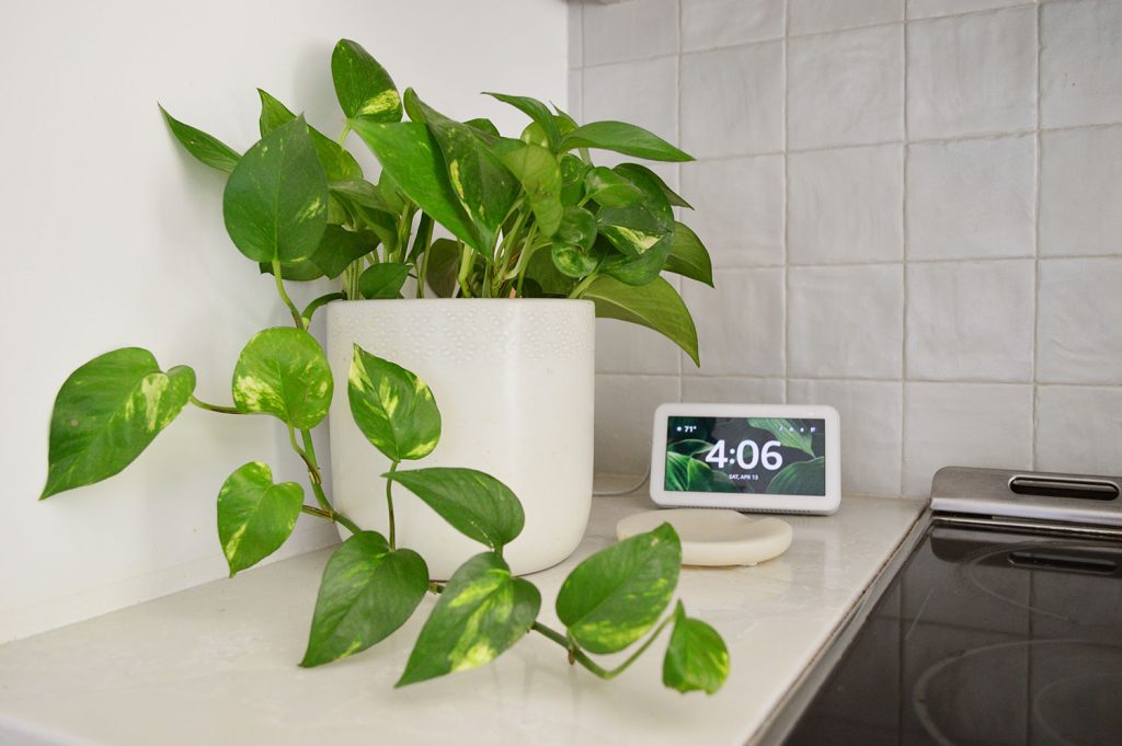 Gold Pothos On Countertop By Alexa Echo Show 5