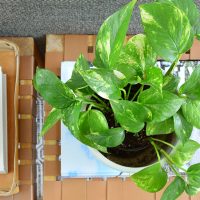 Golden Pothos – Plant Care Guide
