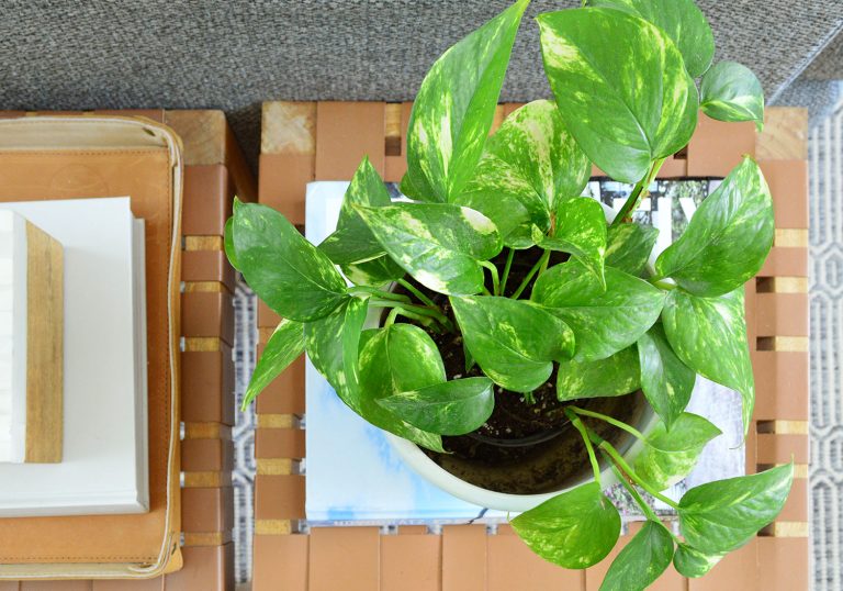 Golden Pothos Houseplant Overhead