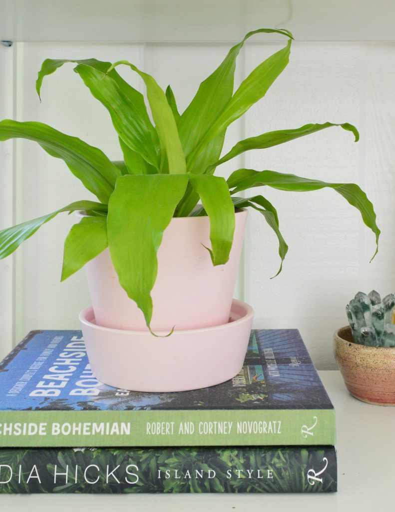 Limelight Corn Plant In Pink Pot