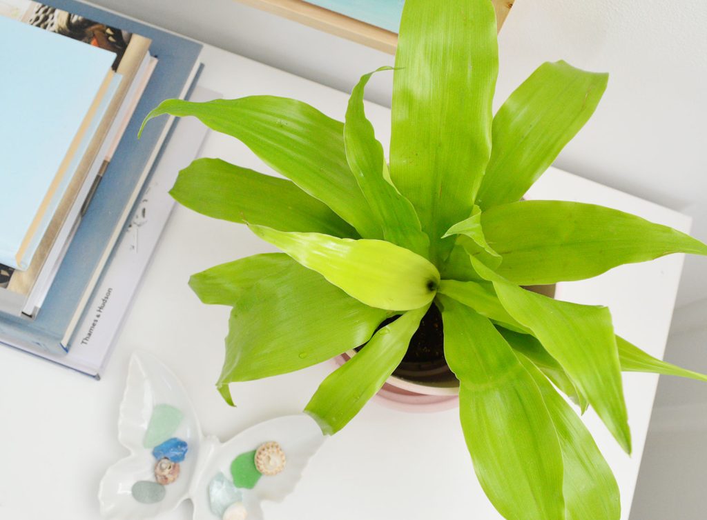 Ovearhead View Of Limelight Corn Plant Houseplant