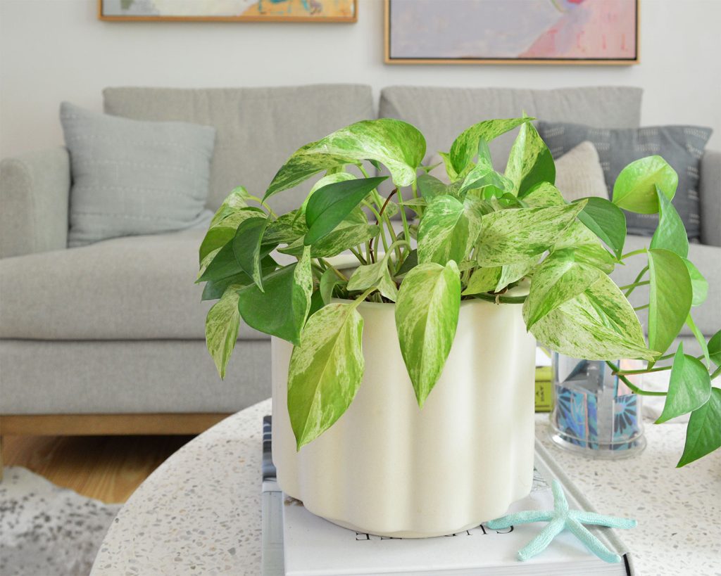 Marble Queen Pothos Potted On Coffee Table