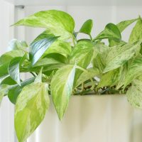 Marble Queen Pothos – Plant Care Guide