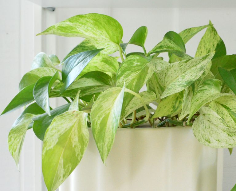 Marble Queen Pothos Leaf Variegation Close Up