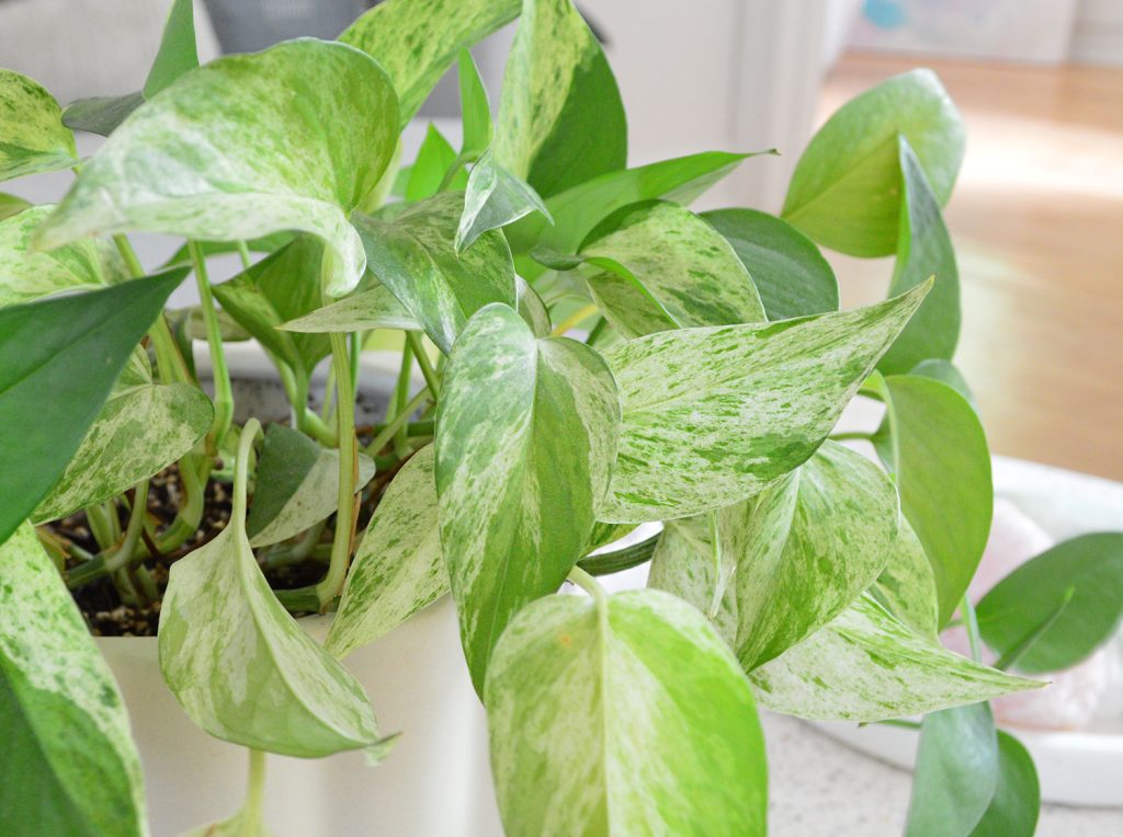 Close Up Of Marble Queen Pothos Leaves