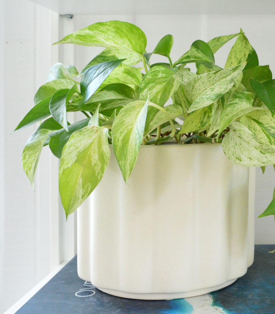 Marble Queen Pothos In White Pot