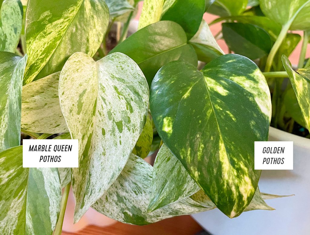 Marble Queen Pothos Leaf Compared To Golden Pothos Leaf