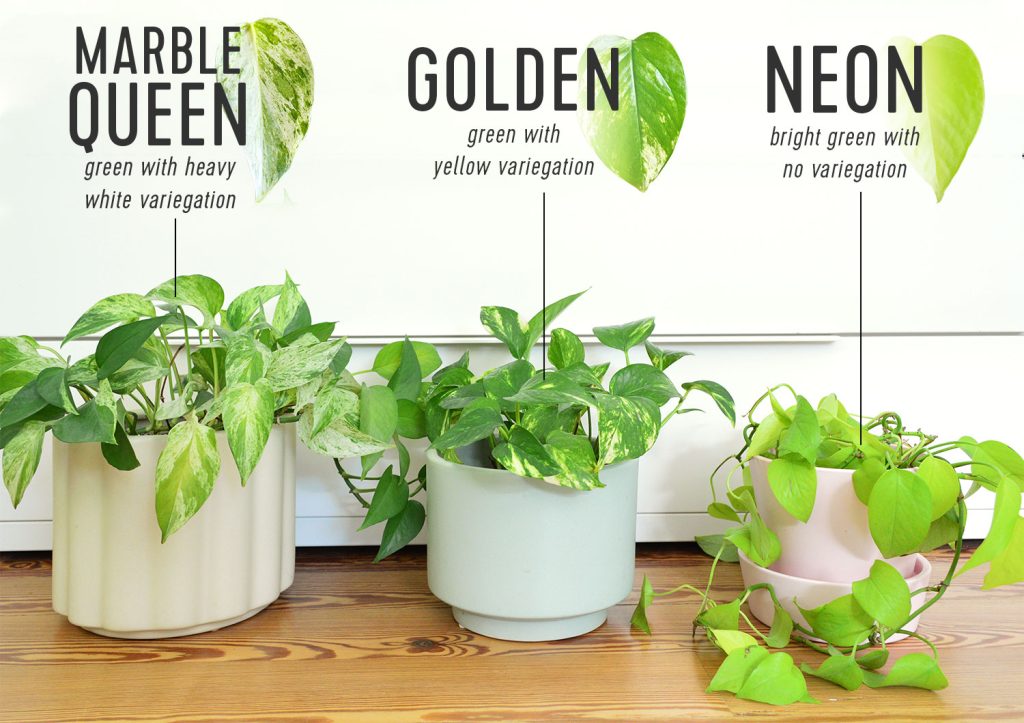 Side By Side Comparison Of Different Pothos Varieties Marble Queen Golden Neon Pothos