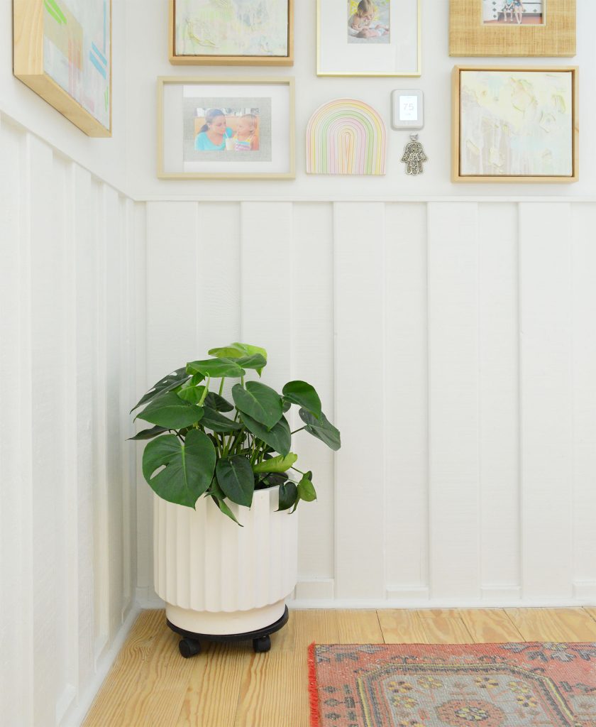 Monstera deliciosa in hallway with white wainscotting and picture frames