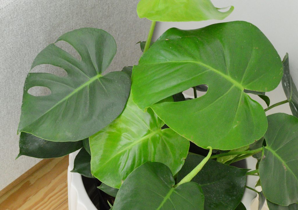 Close up of holes in leaves of monstera deliciosa plant