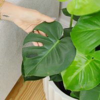 Monstera Deliciosa – Plant Care Guide