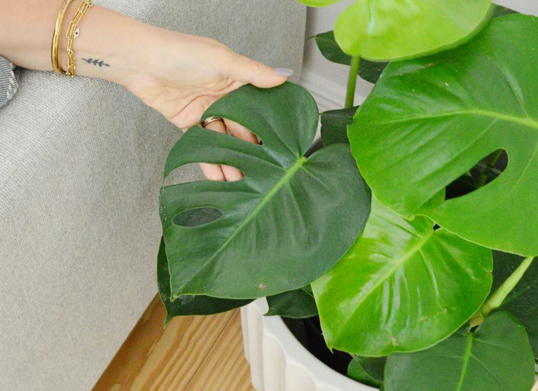 Hand showing close up of Monstera deliciosa houseplant leaf