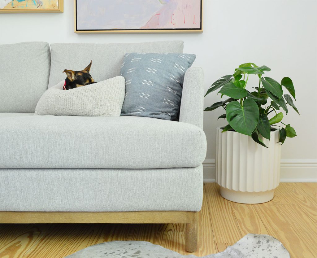 Monstera deliciosa houseplant next to couch with dog sleeping