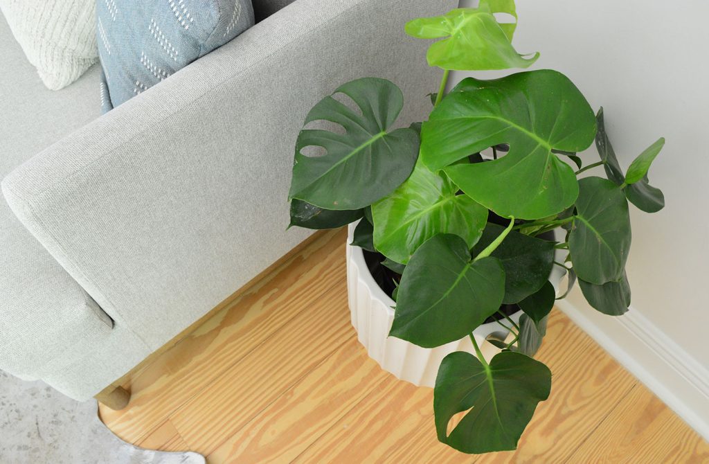 Monstera deliciosa houseplant next to gray couch