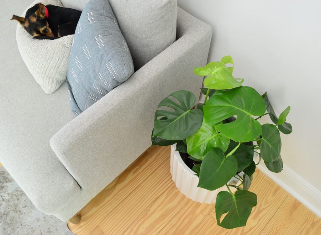 Monstera deliciosa next to couch with sleeping dog on pillow